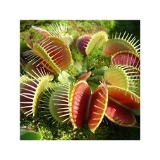 Venus Fly Trap (Dionaea Muscipula)